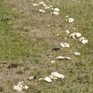 Agaricus sp. at Mount Clear, ACT - 26 Oct 2018