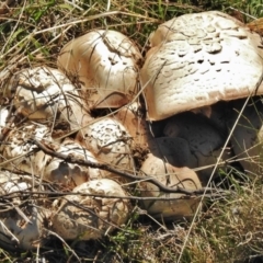 Agaricus sp. at Mount Clear, ACT - 26 Oct 2018