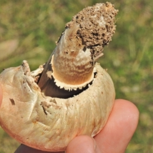 Agaricus sp. at Mount Clear, ACT - 26 Oct 2018