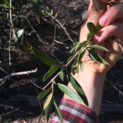 Olea europaea subsp. cuspidata (African Olive) at Majura, ACT - 25 Oct 2018 by WalterEgo