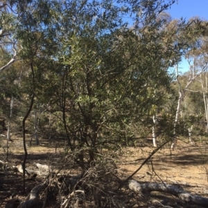 Olea europaea subsp. cuspidata at Majura, ACT - 26 Oct 2018
