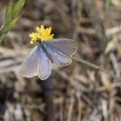 Zizina otis (Common Grass-Blue) at Hawker, ACT - 25 Oct 2018 by Alison Milton