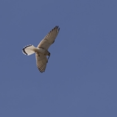 Falco cenchroides (Nankeen Kestrel) at Hawker, ACT - 26 Oct 2018 by AlisonMilton