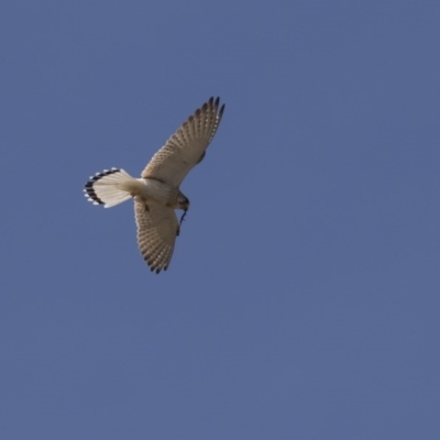 Falco cenchroides (Nankeen Kestrel) at The Pinnacle - 25 Oct 2018 by Alison Milton