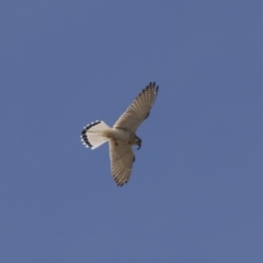 Falco cenchroides at Hawker, ACT - 26 Oct 2018 10:05 AM