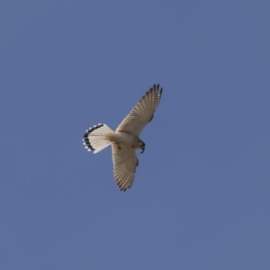 Falco cenchroides at Hawker, ACT - 26 Oct 2018