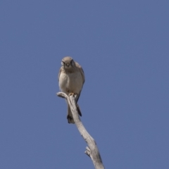 Falco cenchroides at Hawker, ACT - 26 Oct 2018