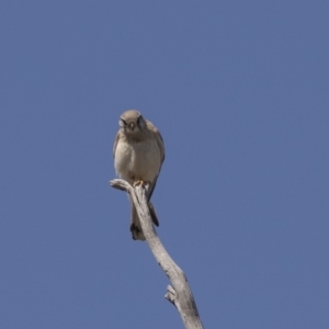 Falco cenchroides at Hawker, ACT - 26 Oct 2018 10:05 AM