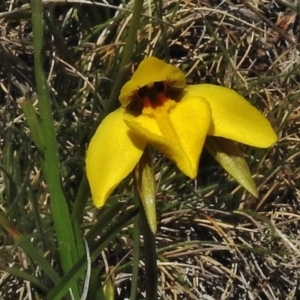 Diuris subalpina at Mount Clear, ACT - suppressed