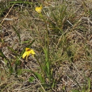 Diuris subalpina at Mount Clear, ACT - suppressed