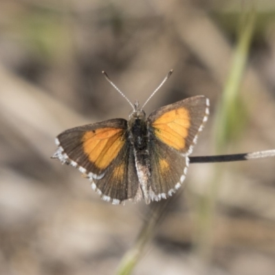 Lucia limbaria (Chequered Copper) at Hawker, ACT - 25 Oct 2018 by Alison Milton