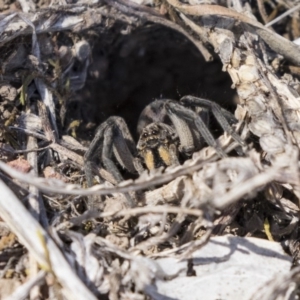 Tasmanicosa sp. (genus) at Hawker, ACT - 26 Oct 2018 10:20 AM