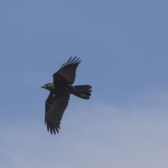 Corvus coronoides (Australian Raven) at Hawker, ACT - 25 Oct 2018 by Alison Milton