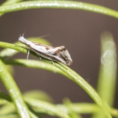 Thema macroscia (A concealer moth) at The Pinnacle - 25 Oct 2018 by Alison Milton