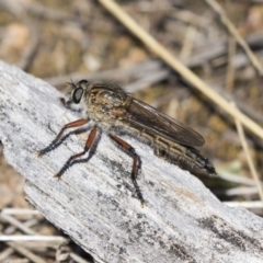 Asiola fasciata (A robber fly) at Dunlop, ACT - 26 Oct 2018 by AlisonMilton