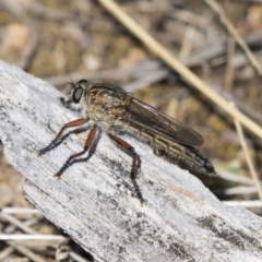 Asiola fasciata (A robber fly) at Dunlop, ACT - 25 Oct 2018 by AlisonMilton
