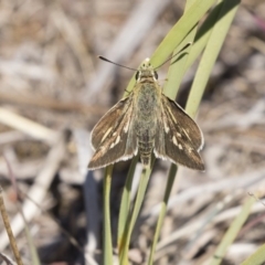 Trapezites luteus (Yellow Ochre, Rare White-spot Skipper) at Dunlop, ACT - 25 Oct 2018 by Alison Milton