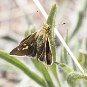 Trapezites luteus at Dunlop, ACT - 26 Oct 2018 10:53 AM