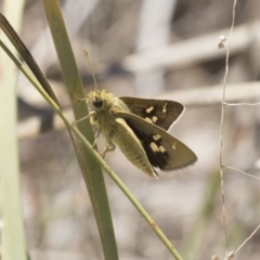 Trapezites luteus at Dunlop, ACT - 26 Oct 2018 10:53 AM