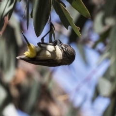Acanthiza chrysorrhoa (Yellow-rumped Thornbill) at Dunlop, ACT - 26 Oct 2018 by AlisonMilton