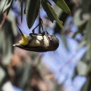 Acanthiza chrysorrhoa at Dunlop, ACT - 26 Oct 2018