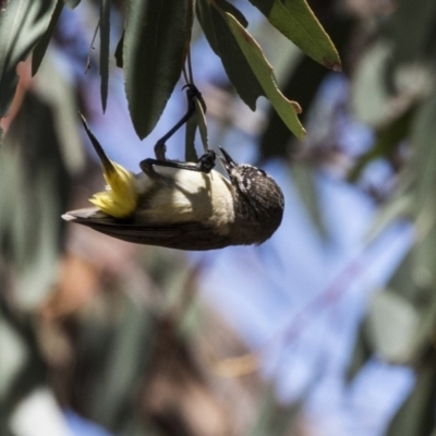 Acanthiza chrysorrhoa (Yellow-rumped Thornbill) at Dunlop, ACT - 26 Oct 2018 by AlisonMilton