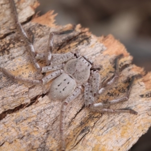 Isopeda sp. (genus) at Higgins, ACT - 26 Oct 2018 05:26 PM