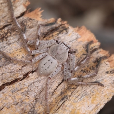 Isopeda sp. (genus) (Huntsman Spider) at Higgins, ACT - 26 Oct 2018 by Alison Milton