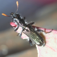 Eleale simplex (Clerid beetle) at Dunlop, ACT - 23 Oct 2018 by Harrisi