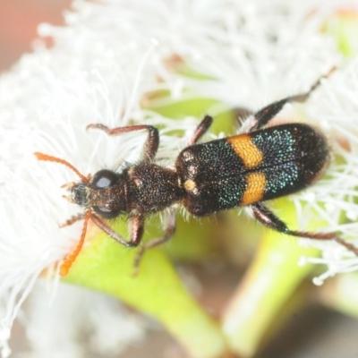 Eleale pulchra (Clerid beetle) at Aranda Bushland - 23 Oct 2018 by Harrisi