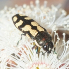 Castiarina decemmaculata (Ten-spot Jewel Beetle) at Aranda Bushland - 23 Oct 2018 by Harrisi