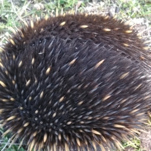 Tachyglossus aculeatus at Amaroo, ACT - 26 Oct 2018