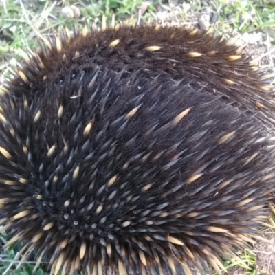 Tachyglossus aculeatus (Short-beaked Echidna) at Amaroo, ACT - 26 Oct 2018 by cf17