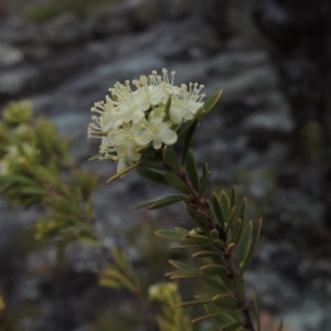 Micrantheum hexandrum at Bullen Range - 22 Sep 2018