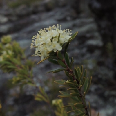 Micrantheum hexandrum (Box Micrantheum) at Bullen Range - 22 Sep 2018 by MichaelBedingfield