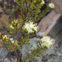 Micrantheum hexandrum at Bullen Range - 22 Sep 2018