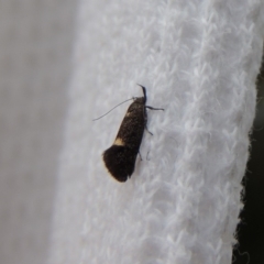 Leistomorpha brontoscopa (A concealer moth) at Conder, ACT - 9 Oct 2018 by MichaelBedingfield