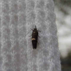 Leistomorpha brontoscopa at Conder, ACT - 9 Oct 2018 06:24 PM