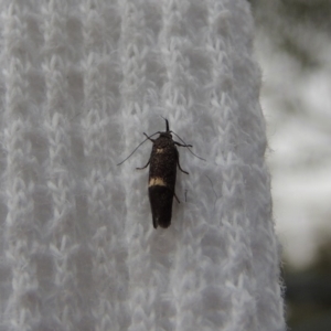 Leistomorpha brontoscopa at Conder, ACT - 9 Oct 2018