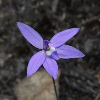 Glossodia major (Wax Lip Orchid) at Tennent, ACT - 16 Oct 2018 by michaelb
