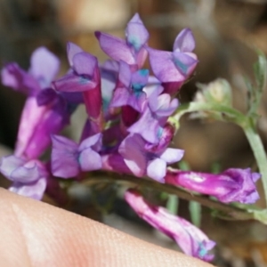 Vicia villosa subsp. eriocarpa at Lake George, NSW - 27 Oct 2018