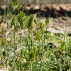 Bromus hordeaceus (A Soft Brome) at Lake George, NSW - 27 Oct 2018 by MPennay