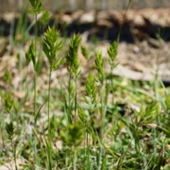 Bromus hordeaceus (A Soft Brome) at Lake George, NSW - 26 Oct 2018 by MPennay