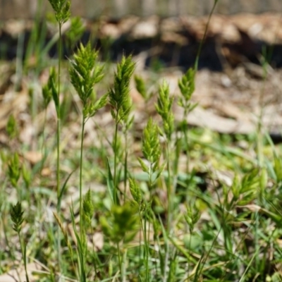 Bromus hordeaceus (A Soft Brome) at Lake George, NSW - 27 Oct 2018 by MPennay