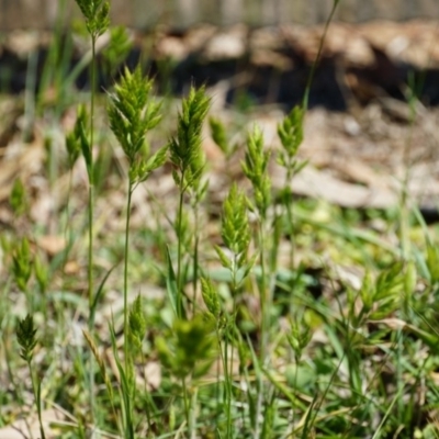 Bromus hordeaceus (A Soft Brome) at Lake George, NSW - 26 Oct 2018 by MPennay