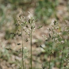 Poa pratensis (Kentucky Bluegrass) at Lake George, NSW - 27 Oct 2018 by MPennay