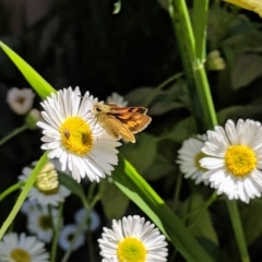 Ocybadistes walkeri (Green Grass-dart) at Kambah, ACT - 27 Oct 2018 by HelenCross