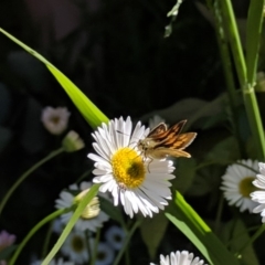 Ocybadistes walkeri at Kambah, ACT - 27 Oct 2018 12:43 PM