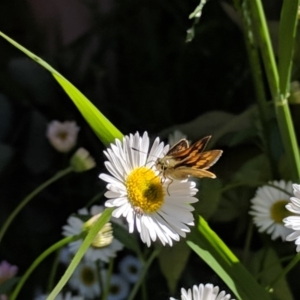 Ocybadistes walkeri at Kambah, ACT - 27 Oct 2018 12:43 PM