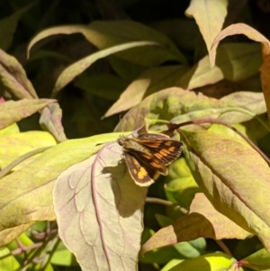 Ocybadistes walkeri at Kambah, ACT - 27 Oct 2018 12:43 PM